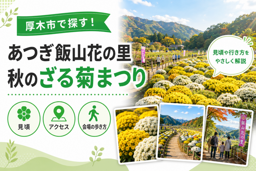 【厚木市】2026年あつぎ飯山花の里秋のざる菊まつり、見頃と会場アクセスは