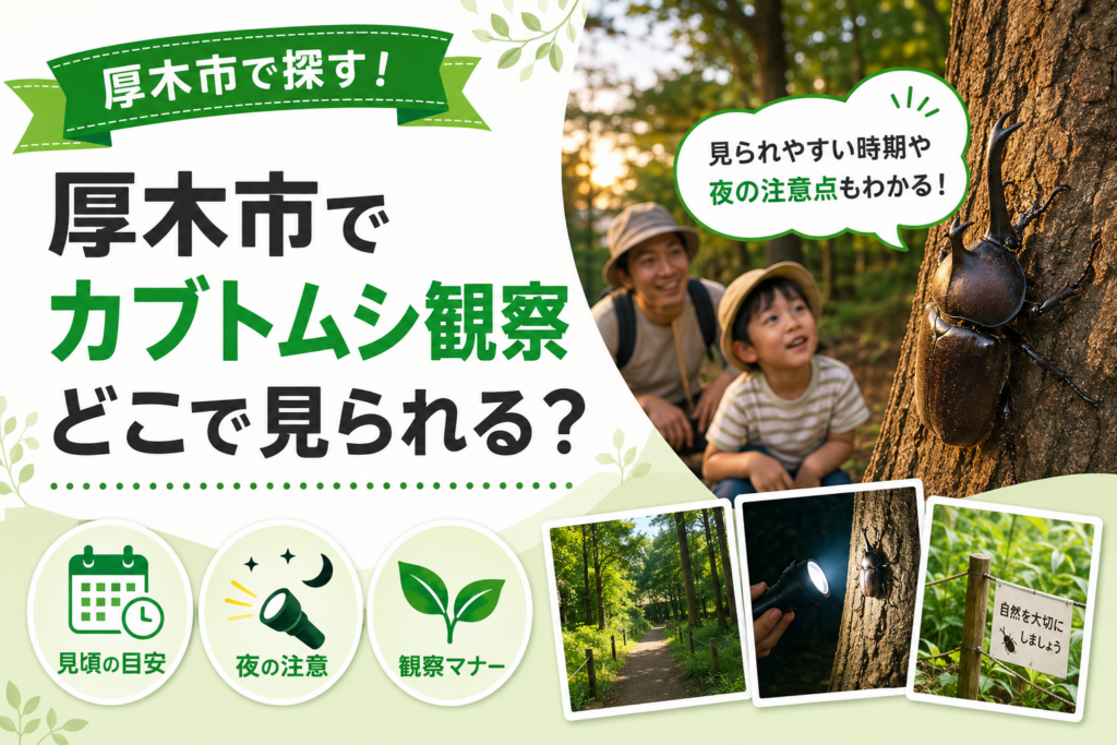 厚木市でカブトムシを探すなら｜七沢森林公園は採取不可、観察が基本