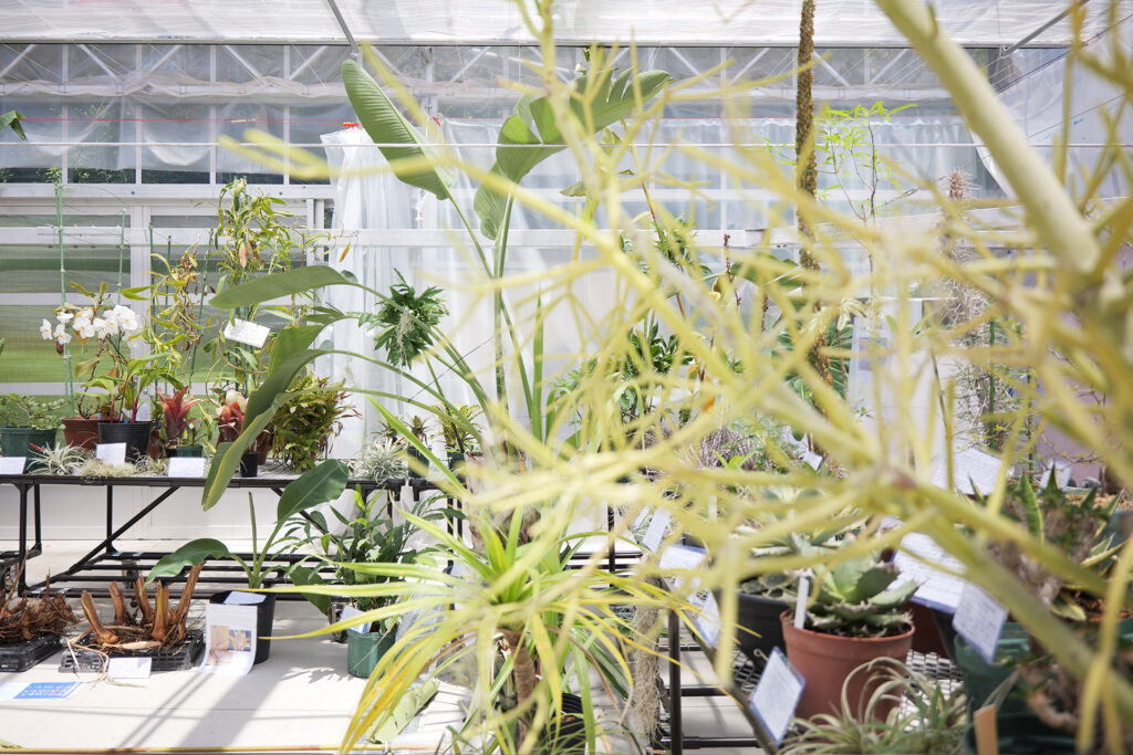 温室内の植物のクローズアップ
